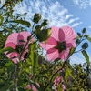 夏の名残りを感じる草花　熊谷スポーツ文化公園にて