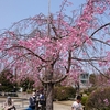 多治見市　虎渓公園でお花見、そしてお楽しみの五平餅