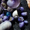 海渡る青きもの ／ 海辺の博物誌