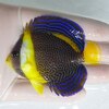 【現物2】スクリブルドエンゼル 7.5cm±! 海水魚 ヤッコ 15時までのご注文で当日発送【ヤッコ】