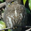 Asian Barred Owlet オオスズメフクロウ(北インドの鳥その28)