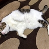 どっちが重要？