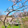 桃の花が満開★小山田（河内長野市）