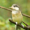 ヤマガラ幼鳥、ケリ親子、バン