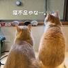 雨田甘夏、夜行性です。【猫と昼夜と逆転事情】