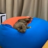 猫がいる生活　＠２０