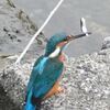 カワセミ