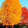 銀杏の木と紅葉🍁