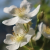 立夏の頃の白い花たち