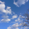 空と雲と枯木立