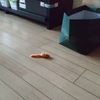 かわいいかくれんぼ