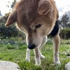 老犬ホームあん｜新人さん ケント^^