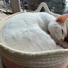 The Cat Cafe in Bugis（猫カフェ＠シンガポール）