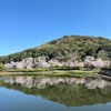 桜🌸と菜の花のコラボ