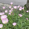 「国立能楽堂夏スペシャル　◎素の魅力」 を観る
