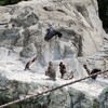 カラスの姿見えずの日。
