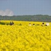 菜の花。