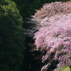 三重県三多気の桜1