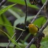 ウィルソンアメリカムシクイ Wilson's Warbler