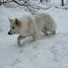 また雪、遠い春