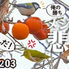 1203【メジロの悲劇。枝折れ、シジュウカラに柿食べられる】サザンカにメジロ、マメガキにヒヨドリ。ヤヤコマ。コゲラの捕食、ドラミングと鳴き声。草花野鳥【 #今日撮り野鳥動画まとめ 】 #身近な生き物語