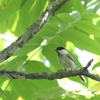 ヒガラcoal tit （五泉市杉川）