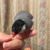 文鳥アレルギー？
