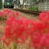 江ノ電と曼珠沙華　２０１１年版　その５