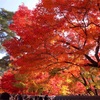 秋の京都は絶景の宝庫！京都の紅葉スポット本数ランキングベスト5を巡る、秋の絶景Trip