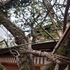 ５５５．梅の開花