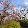 羽根木公園梅まつり