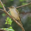 JR福知山線）有馬富士公園。センダイムシクイ、コサメビタキ（？）、ヒバリ（虫）、カケス、ツバメ、カワラヒワ、ソウシチョウ、コゲラ、ホオジロ、カンムリカイツブリ（お見合い）、カイツブリ。新緑やミツバツツジがきれい。
