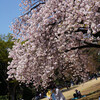 青空に満開の八重桜　新宿御苑