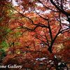 大雄山最乗寺＿紅葉