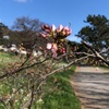 多摩川桜百景再び