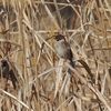 引地川沿いの探鳥