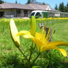 百合が原公園のユリが満開です♪