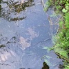 あれ？ここで??　卵を産んでたヒキガエル