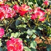 上甲子園｜色鮮やかな薔薇に包まれた瓦林公園