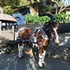 別府・由布院旅行２日目