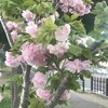 八重桜