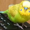 ６月１８日の相場を見てみたよ　チュン