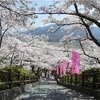 2025年の桜（中部＆東海）の満開ラッシュ！