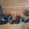 Snake   蛇   ヘビ   へび