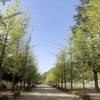 新緑の松山城山公園