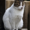 猫に新年のあいさつ