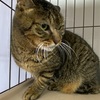 がんばれアンちゃん