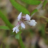 (330) Vicia hirsuta