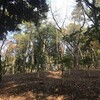 森林公園