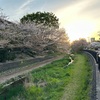 野川の桜(2024/4/13)